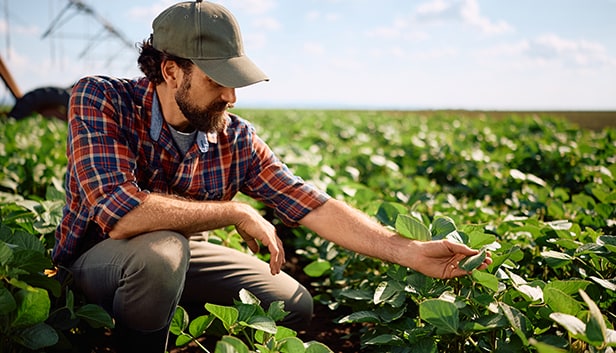 Farmer bending down to pick soybean crop.