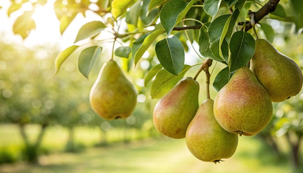 Green pears growing on a tree, surrounded by leaves.