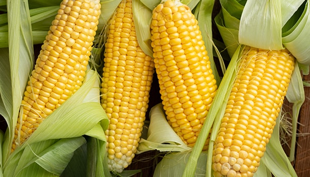 Four ears of corn on the cob without husks, arranged side by side